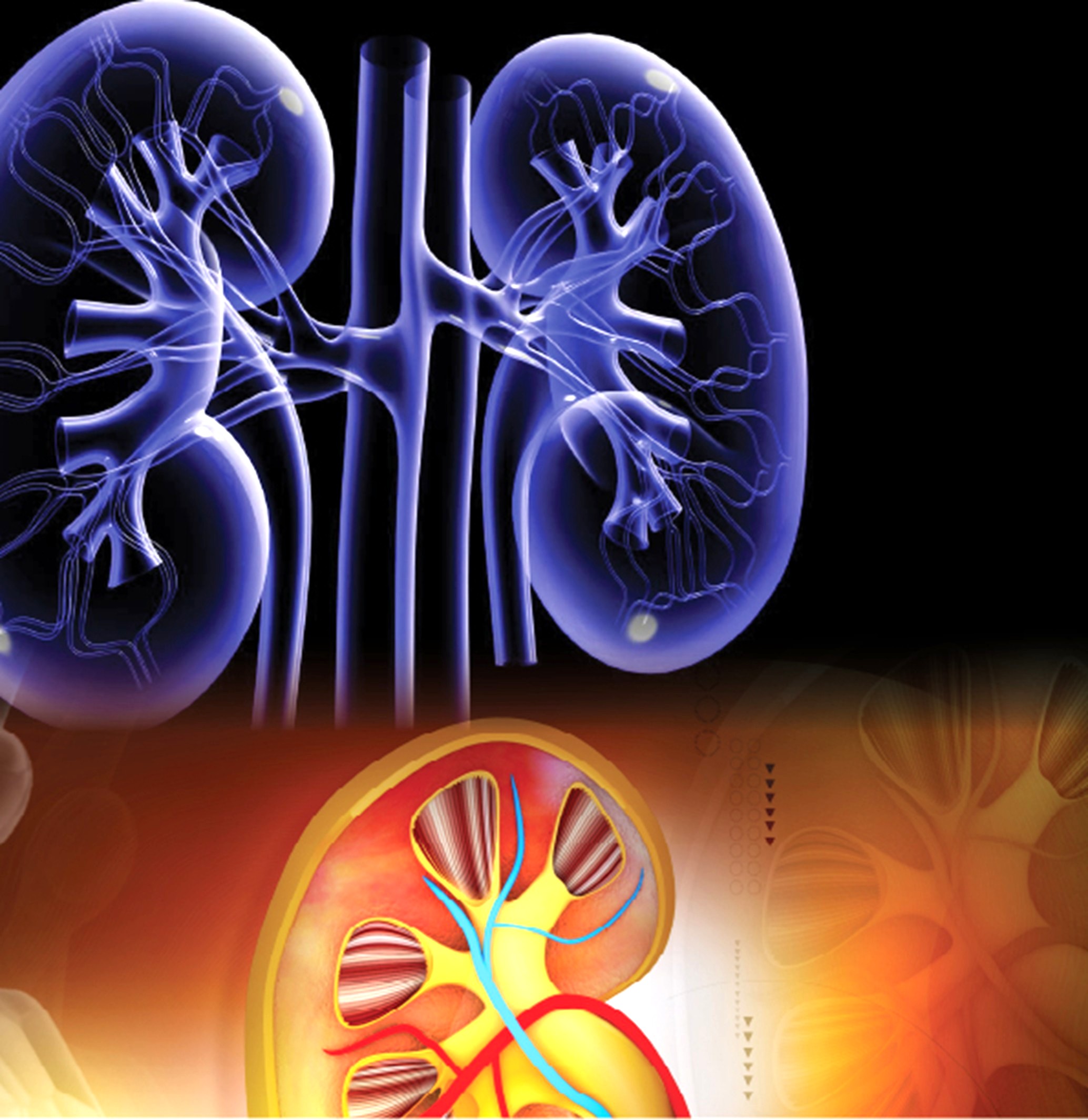 1735461463-Nephrology