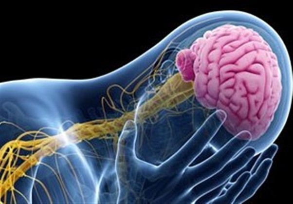 1735463065-Nuerology